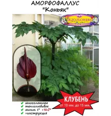 Аморфофаллус коньяк, 1 клубень D 10-15 мм. 
