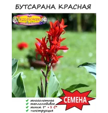  Семена Бутсарана красная (канна индика) 6 шт.