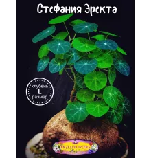  Клубень Стефания Эректа (размер 'L', D 5-6 см) 