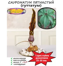  Сауроматум пятнистый (гуттатум), 1 клубень от 25 до 30 мм. 