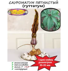  Сауроматум пятнистый (гуттатум), 1 клубень от 30 до 35 мм. 