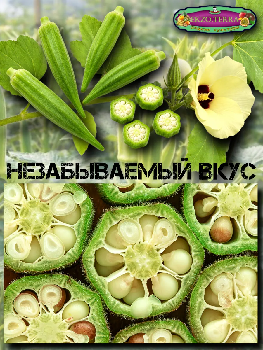  Семена Бамия 5 шт.