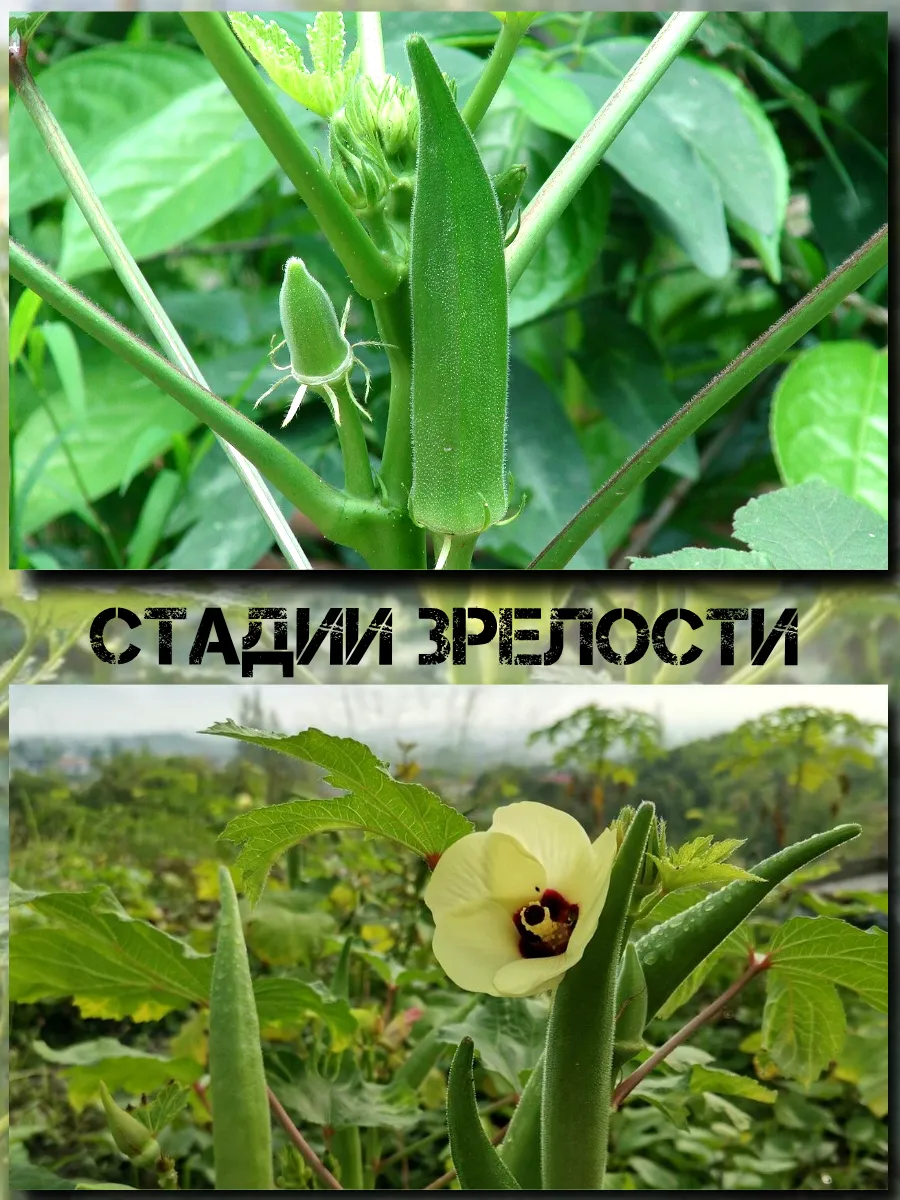  Семена Бамия 5 шт.