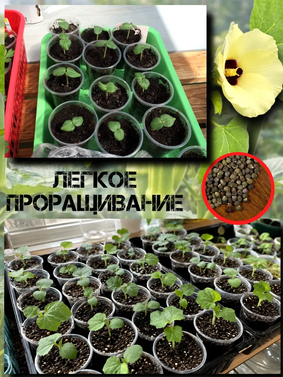  Семена Бамия 5 шт.