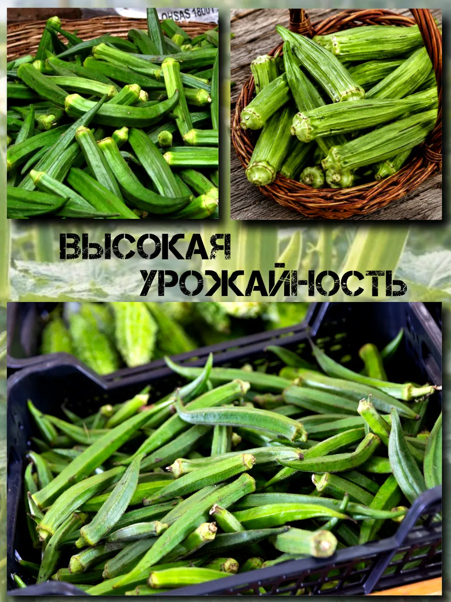  Семена Бамия 5 шт.