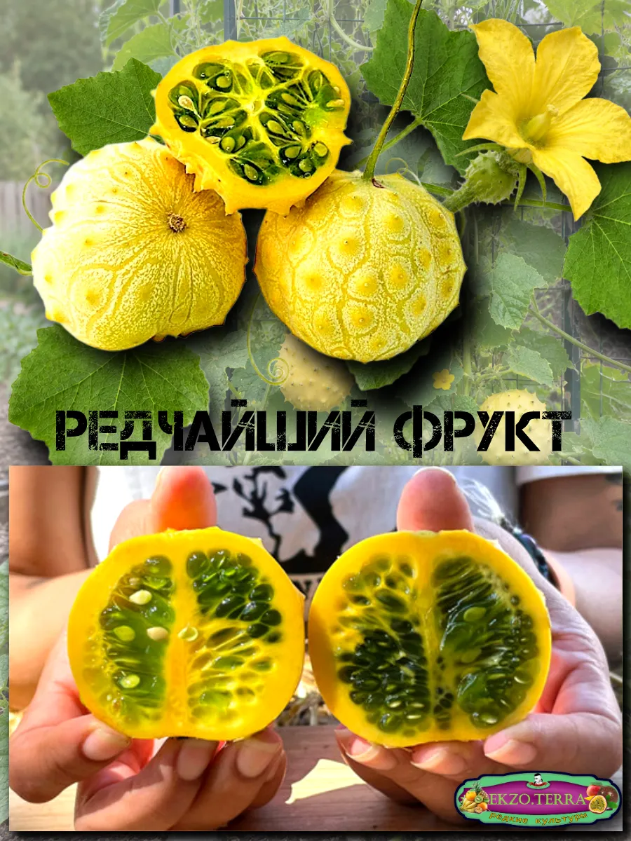  Семена Кивано 'Раунд' Желейная Дыня 5 шт.
