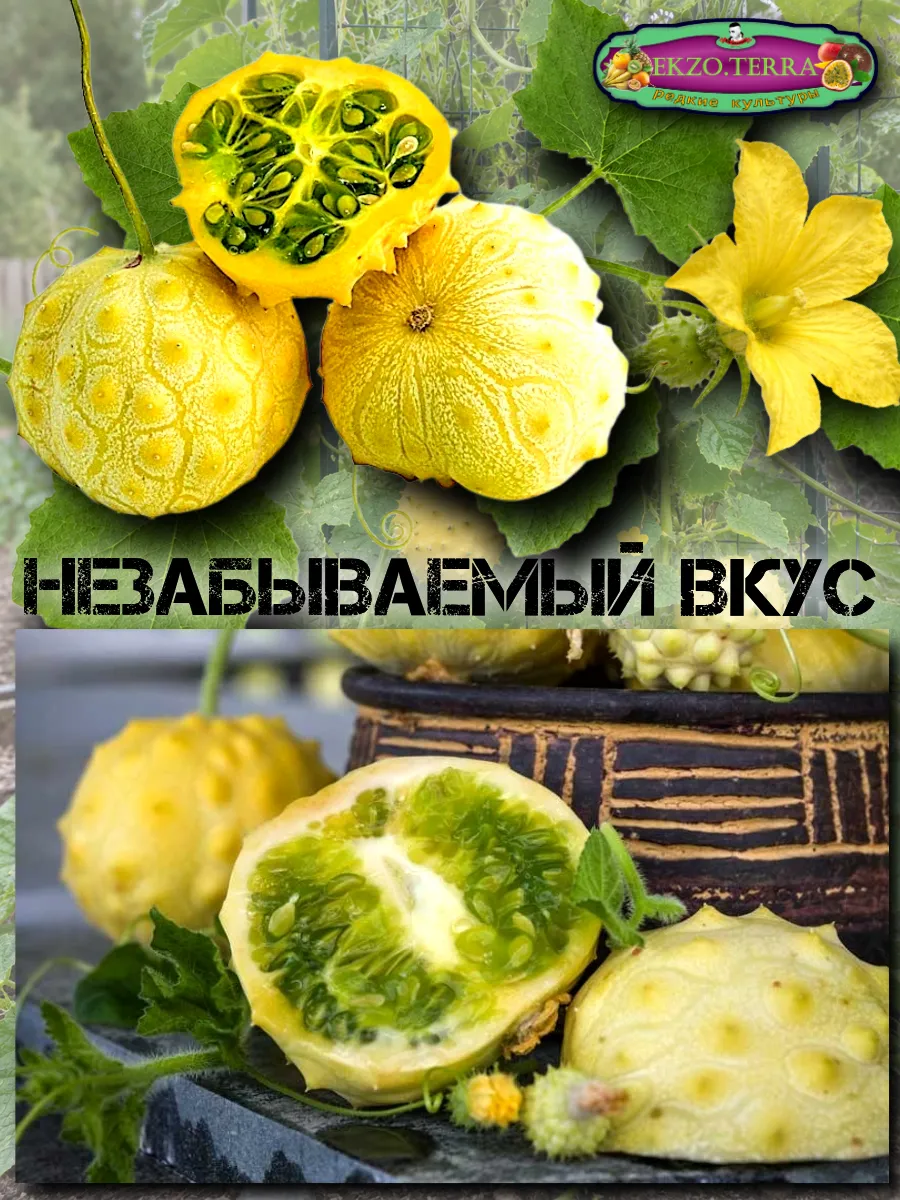  Семена Кивано 'Раунд' Желейная Дыня 5 шт.