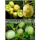  Семена Кивано 'Раунд' Желейная Дыня 5 шт.