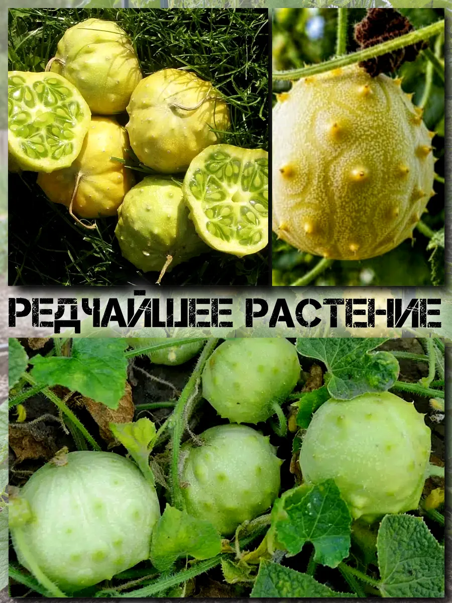  Семена Кивано 'Раунд' Желейная Дыня 5 шт.