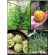  Семена Кивано 'Раунд' Желейная Дыня 5 шт.