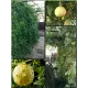  Семена Кивано 'Раунд' Желейная Дыня 5 шт.