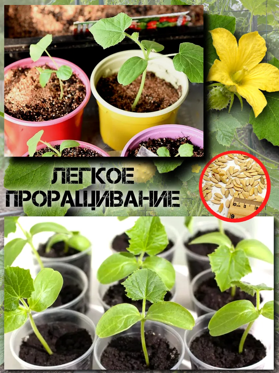  Семена Кивано 'Раунд' Желейная Дыня 5 шт.