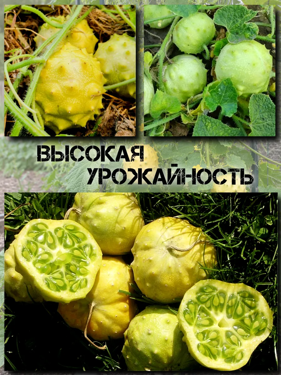  Семена Кивано 'Раунд' Желейная Дыня 5 шт.