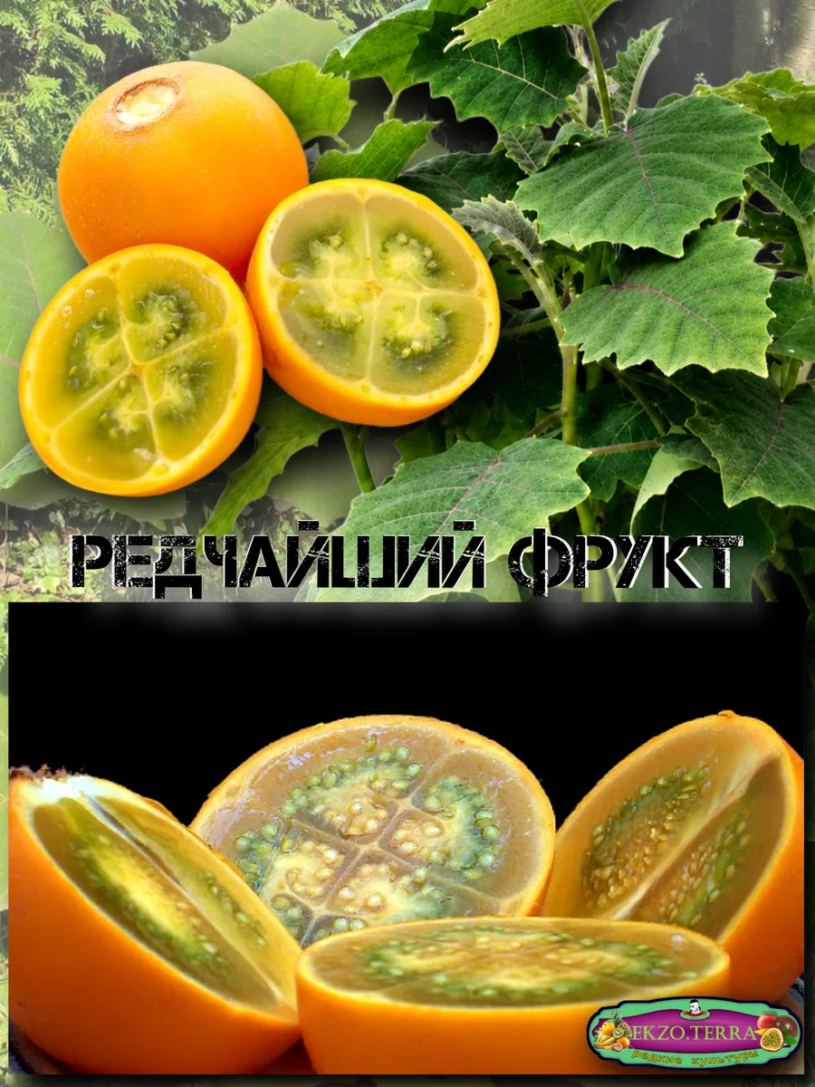  Семена Наранхилла 'Луло' 5 шт.