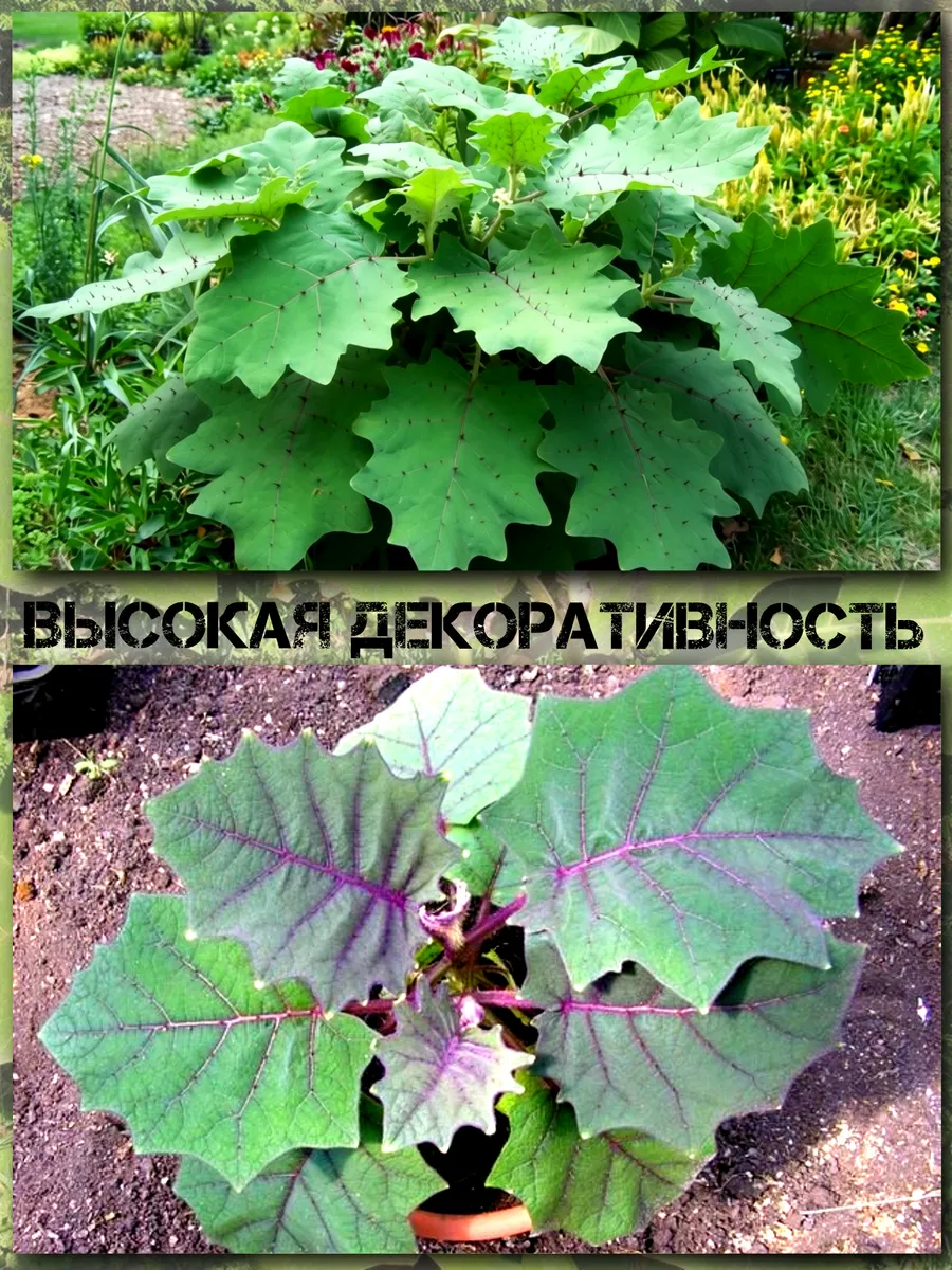 Семена Наранхилла 'Луло' 5 шт.