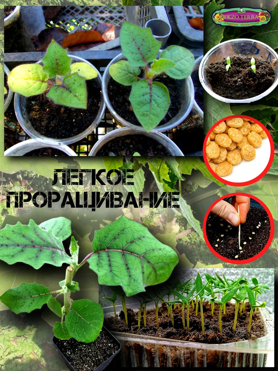  Семена Наранхилла 'Луло' 5 шт.