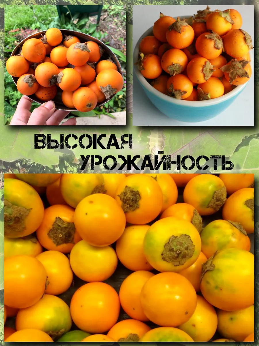  Семена Наранхилла 'Луло' 5 шт.