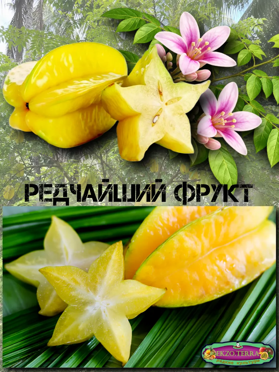  Семена Карамбола, Старфрут 1 шт.
