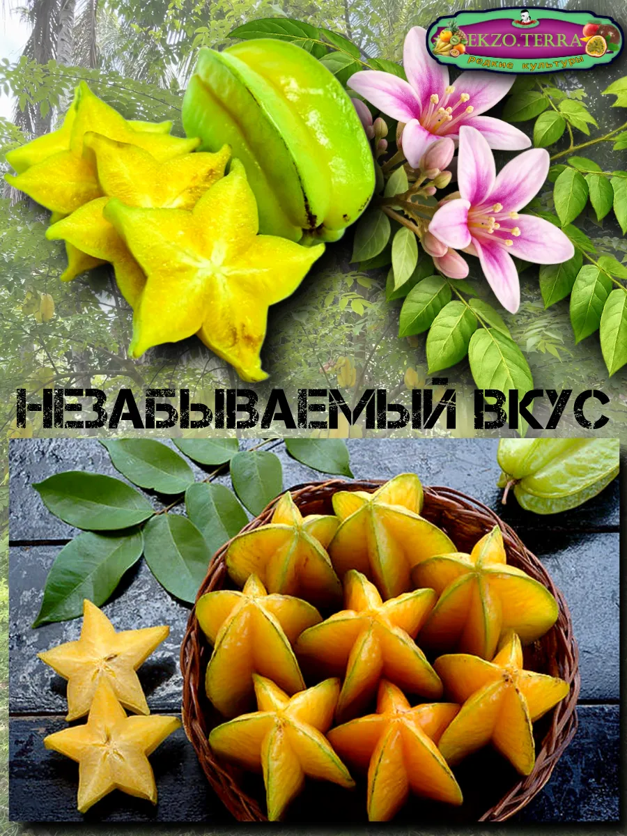  Семена Карамбола, Старфрут 1 шт.