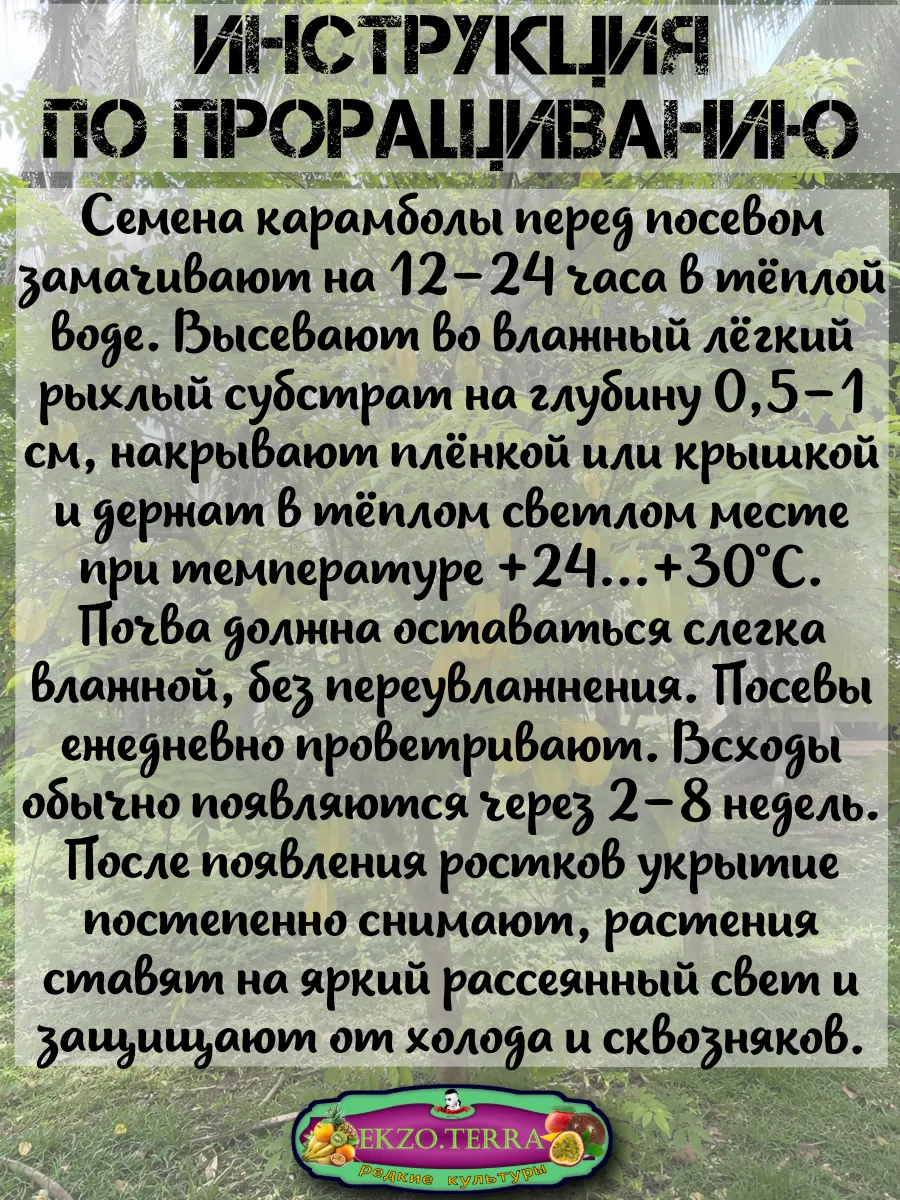  Семена Карамбола, Старфрут 1 шт.