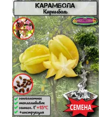  Семена Карамбола, Старфрут 1 шт.
