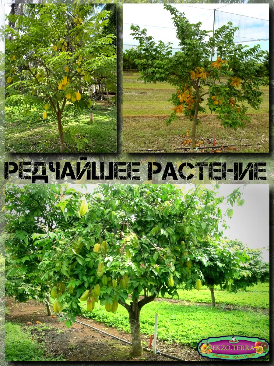  Семена Карамбола, Старфрут 1 шт.