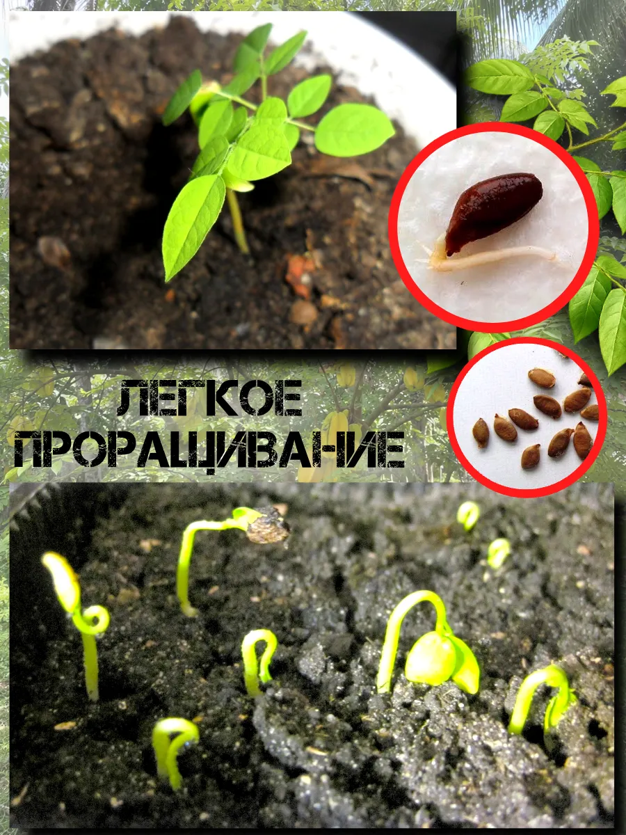  Семена Карамбола, Старфрут 1 шт.