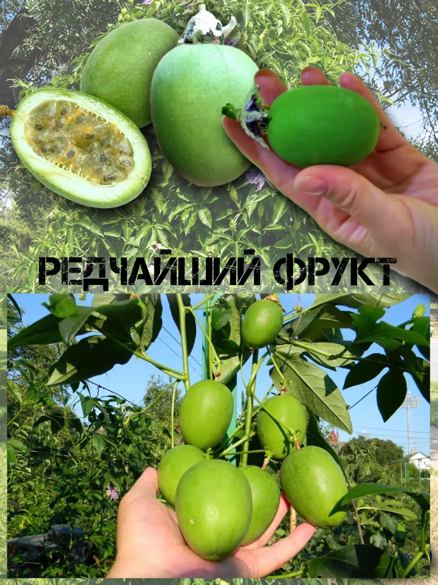  Семена Маракуйя Северная (Инкарнатная) 5 шт.