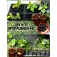 Семена Маракуйя Северная (Инкарнатная) 5 шт.