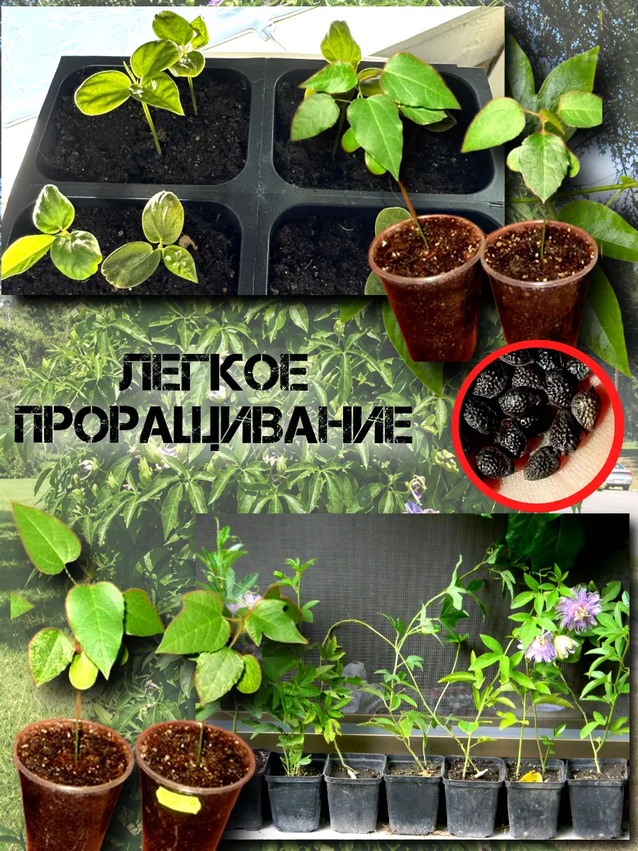  Семена Маракуйя Северная (Инкарнатная) 5 шт.