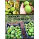  Семена Маракуйя Северная (Инкарнатная) 5 шт.