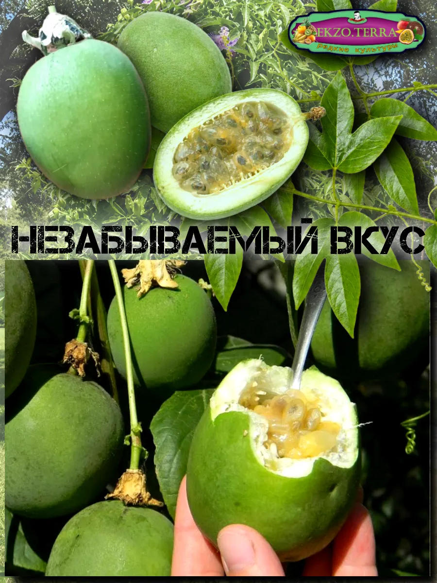  Семена Маракуйя Северная (Инкарнатная) 5 шт.
