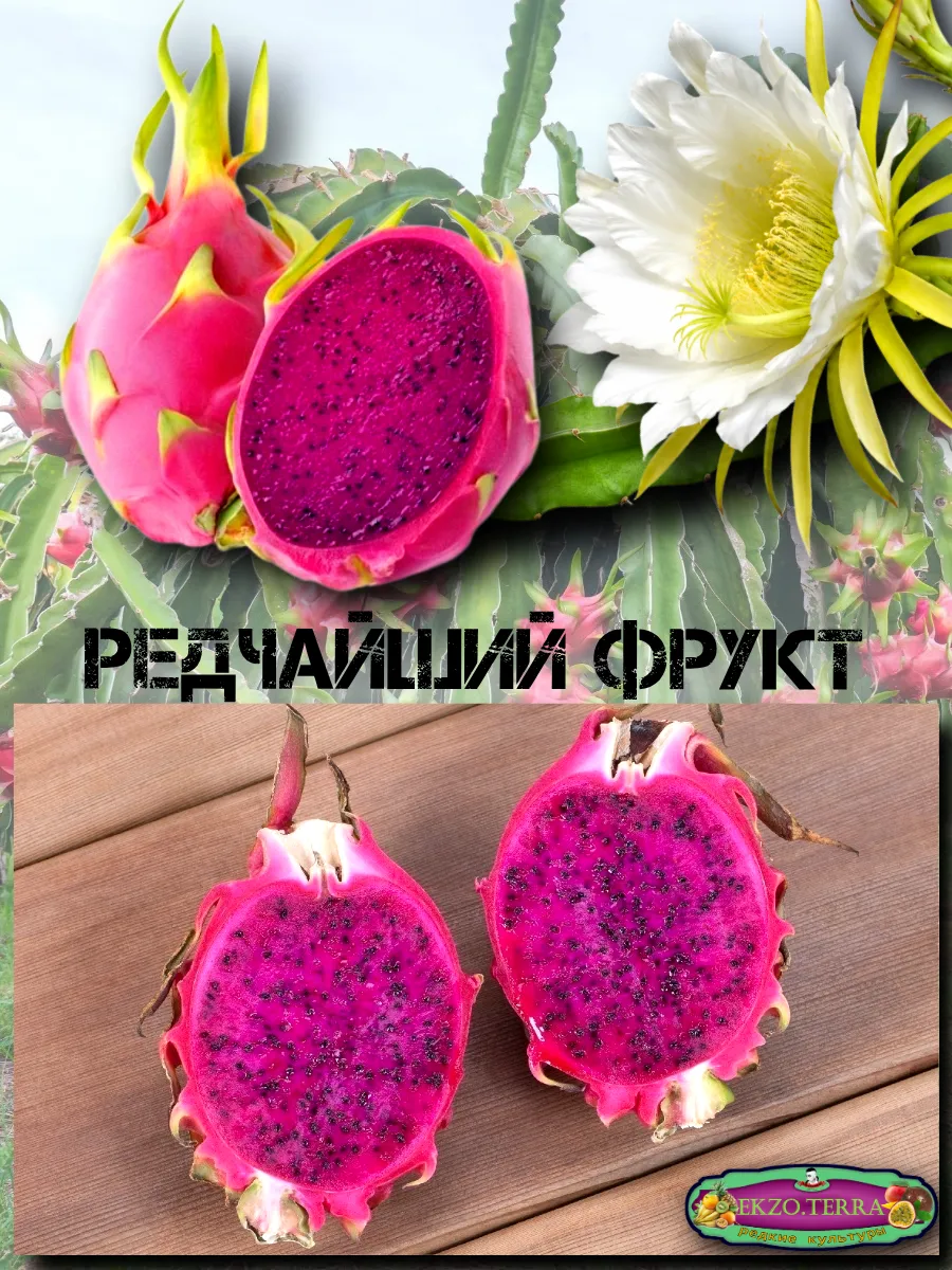  Семена Питахайя с Красной мякотью 10 шт.