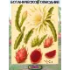  Семена Питахайя с Красной мякотью 10 шт.