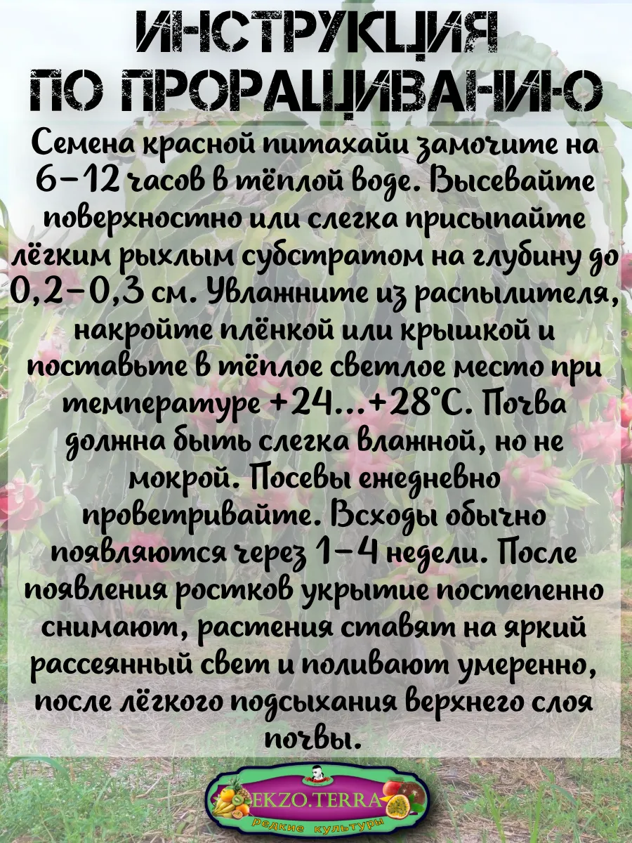  Семена Питахайя с Красной мякотью 10 шт.