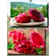  Семена Питахайя с Красной мякотью 10 шт.