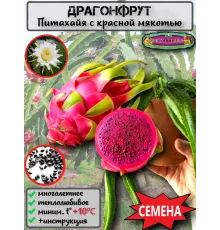  Семена Питахайя с Красной мякотью 10 шт.