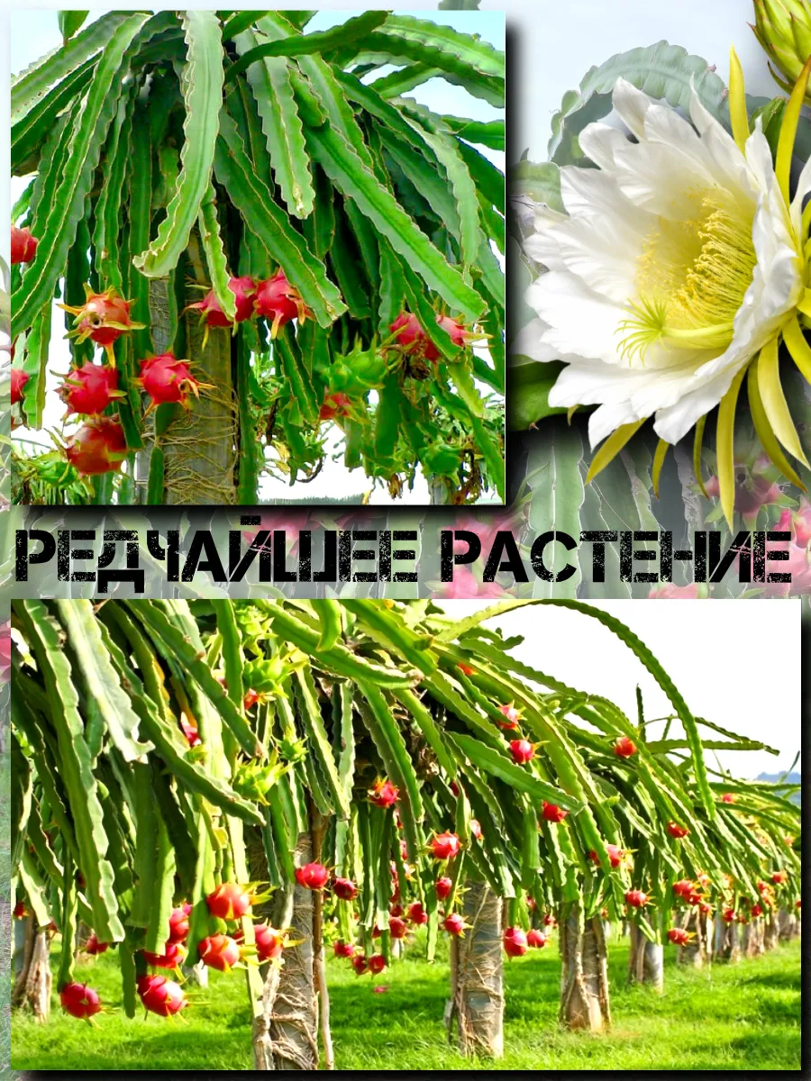 Семена Питахайя с Красной мякотью 10 шт.