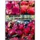  Семена Питахайя с Красной мякотью 10 шт.