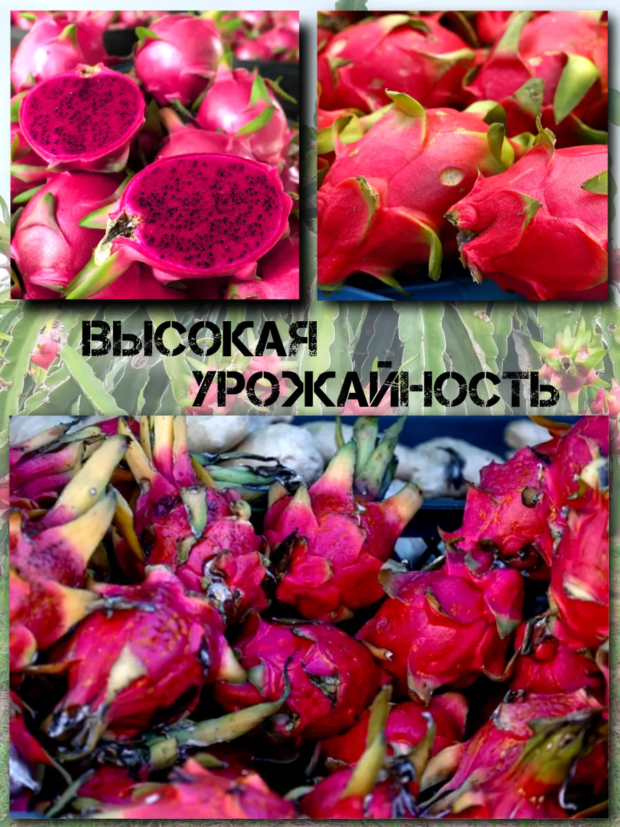  Семена Питахайя с Красной мякотью 10 шт.