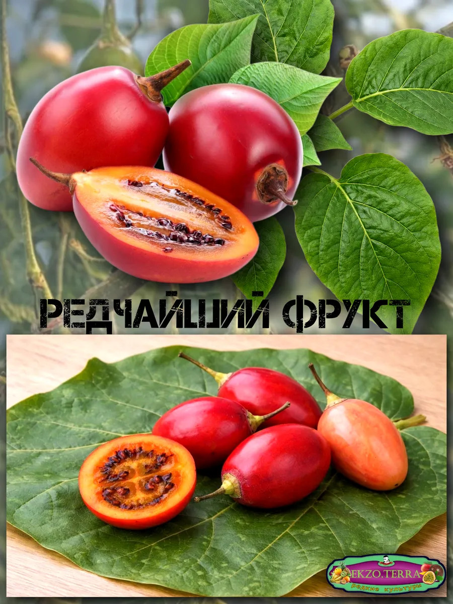  Семена Тамарилло Красный 5 шт.