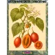  Семена Тамарилло Красный 5 шт.
