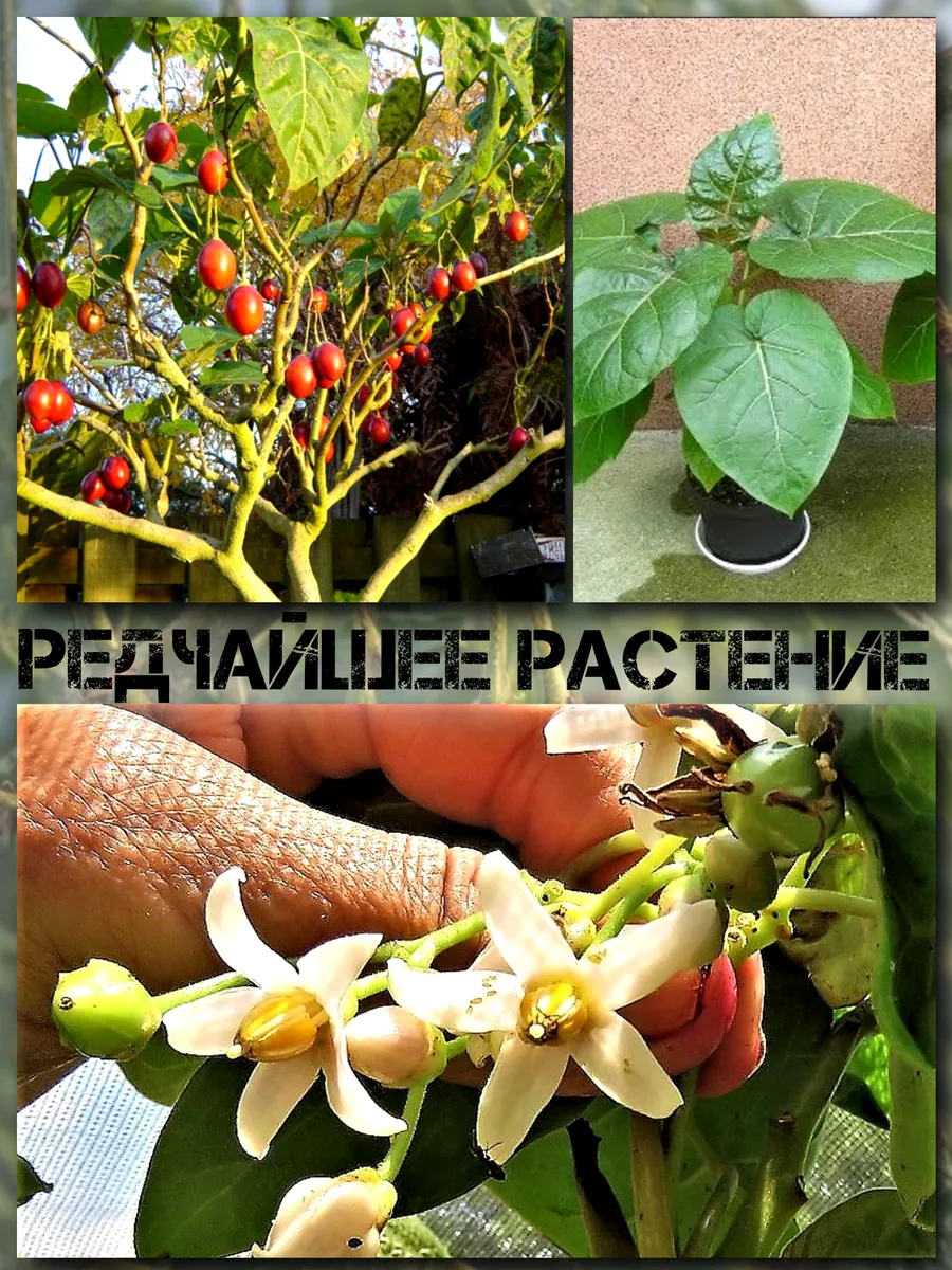  Семена Тамарилло Красный 5 шт.