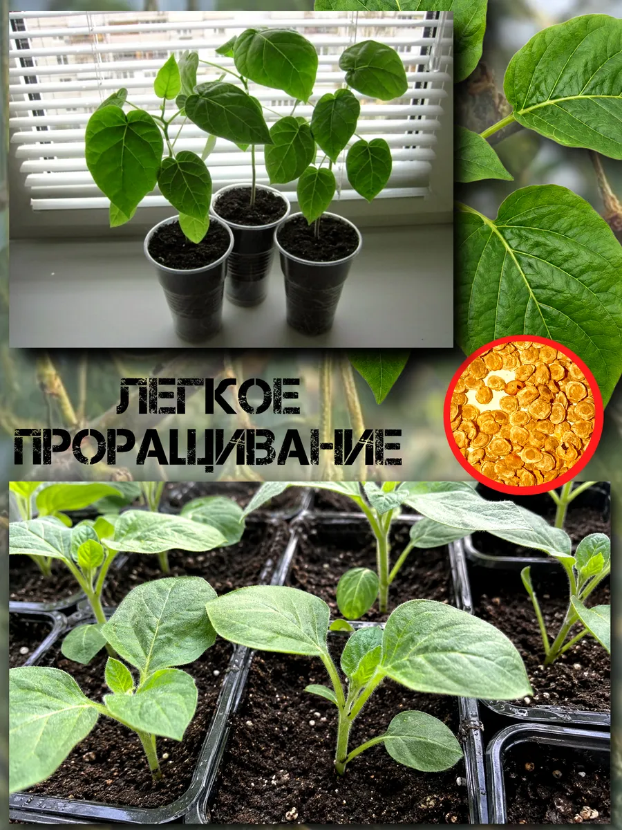  Семена Тамарилло Красный 5 шт.