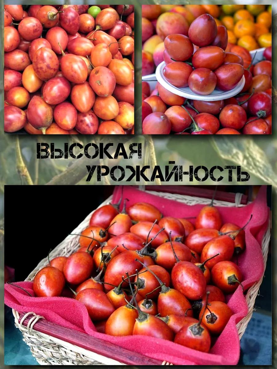  Семена Тамарилло Красный 5 шт.