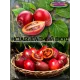  Семена Тамарилло Красный 5 шт.