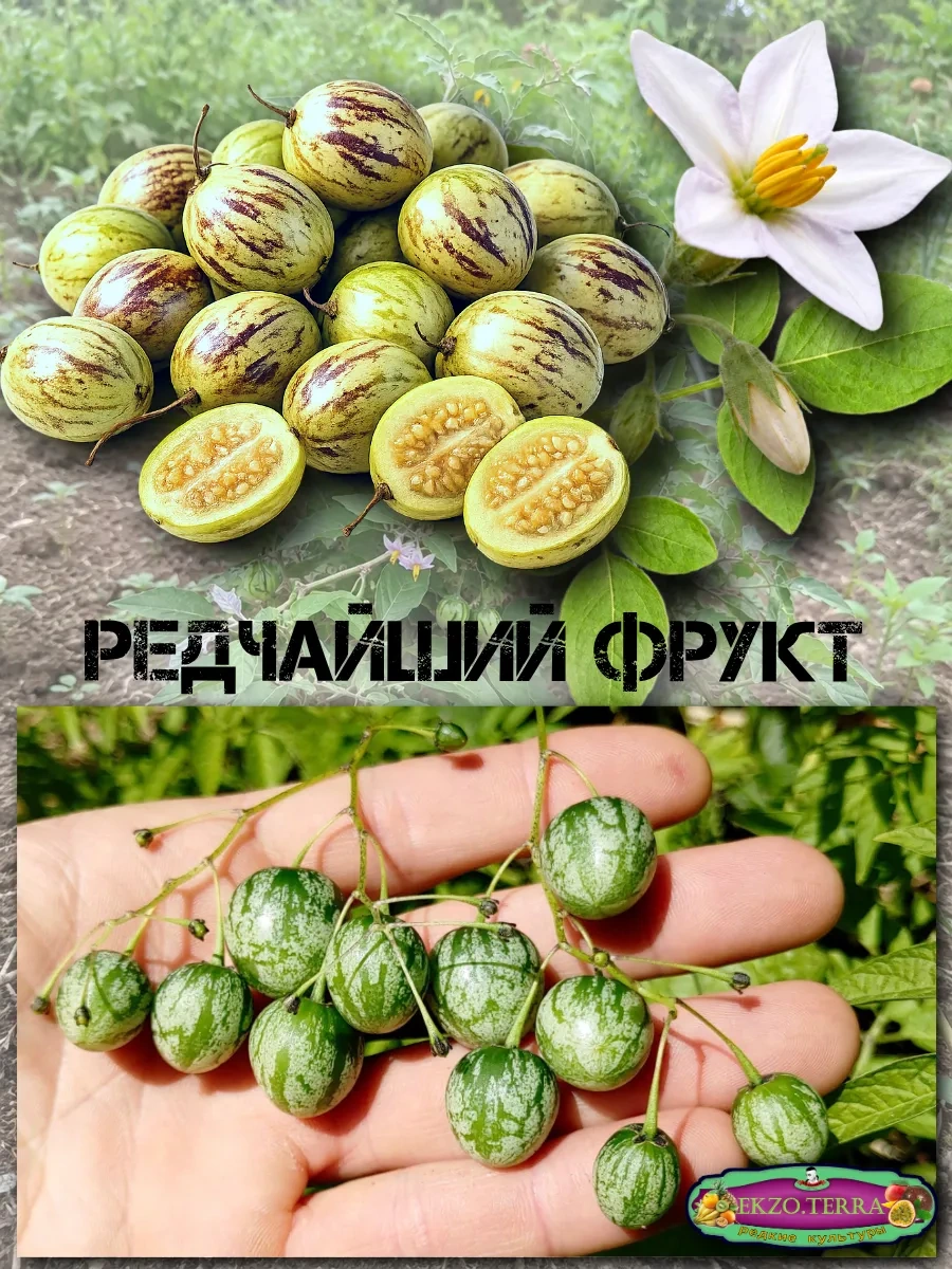  Семена Тзимбало 'Solanum Caripense' 5 шт.