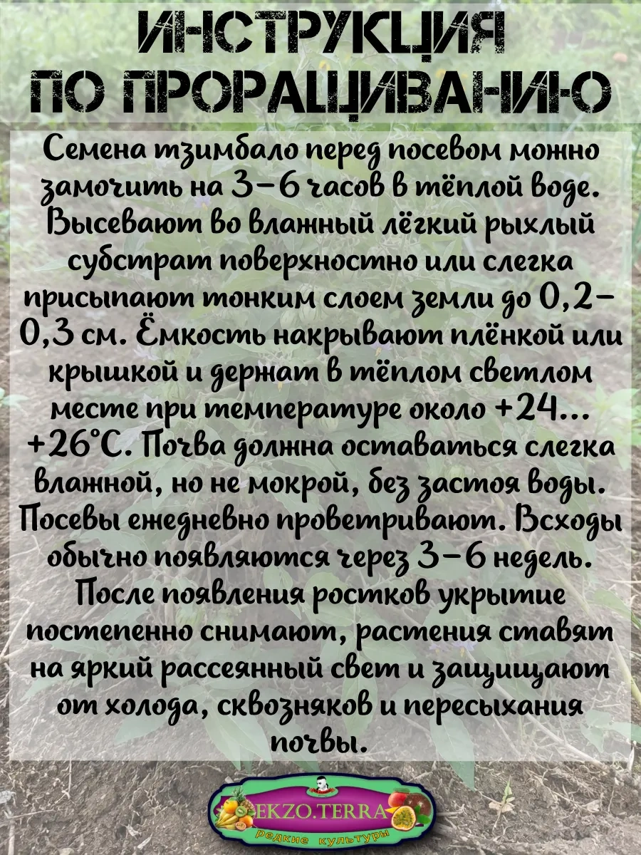  Семена Тзимбало 'Solanum Caripense' 5 шт.