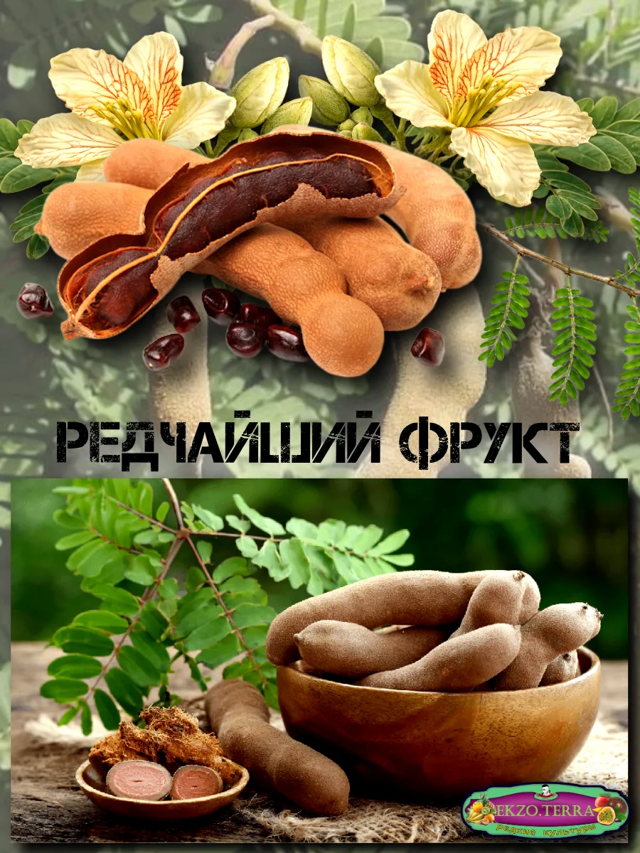  Семена 'Тамаринд' (Индийский финик) 1 шт.