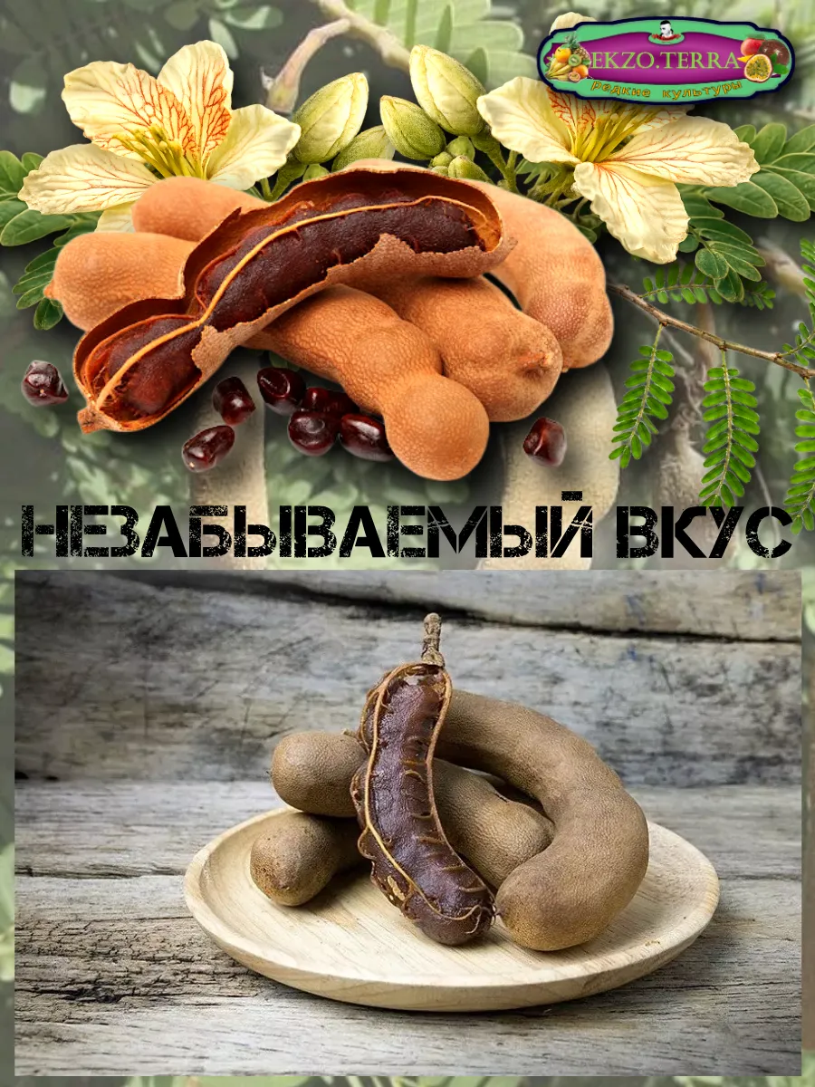  Семена 'Тамаринд' (Индийский финик) 1 шт.